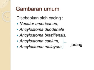 Gambaran umum
Disebabkan oleh cacing :
 Necator americanus,
 Ancylostoma duodenale
 Ancylostoma braziliensis,
 Ancylostoma canium,
 Ancylostoma malayum
jarang
 
