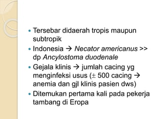  Tersebar didaerah tropis maupun
subtropik
 Indonesia  Necator americanus >>
dp Ancylostoma duodenale
 Gejala klinis  jumlah cacing yg
menginfeksi usus ( 500 cacing 
anemia dan gjl klinis pasien dws)
 Ditemukan pertama kali pada pekerja
tambang di Eropa
 