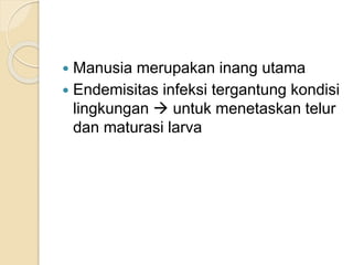  Manusia merupakan inang utama
 Endemisitas infeksi tergantung kondisi
lingkungan  untuk menetaskan telur
dan maturasi larva
 