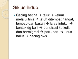 Siklus hidup
 Cacing betina  telur  keluar
melalui tinja  jatuh ditempat hangat,
lembab dan basah  larva infektif 
kontak dg kulit  penetrasi ke kulit
dan bermigrasi  paru-paru  usus
halus  cacing dws
 