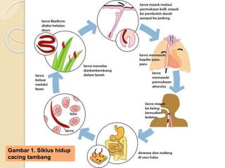 Gambar 1. Siklus hidup
cacing tambang
 