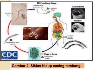 Gambar 2. Siklus hidup cacing tambang
 