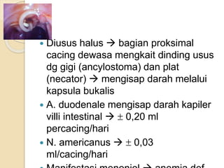  Diusus halus  bagian proksimal
cacing dewasa mengkait dinding usus
dg gigi (ancylostoma) dan plat
(necator)  mengisap darah melalui
kapsula bukalis
 A. duodenale mengisap darah kapiler
villi intestinal   0,20 ml
percacing/hari
 N. americanus   0,03
ml/cacing/hari
 