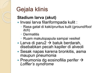 Gejala klinis
Stadium larva (akut)
 Invasi larva filariformpada kulit :
◦ Rasa gatal di kaki/pruritus kulit (ground/foot
itch)
◦ Dermatitis
◦ Ruam makulopapula sampai vesikel
 Larva di paru2  batuk berdarah,
disebabkan pecah kapiler di alveoli
 Sesak napas karena bronkitis, asma
maupun pneumonia
 Pneumonia dg eosinofilia perifer 
Loffler’s syndrome
 