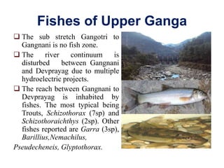 Fish And Fisheries Of River Ganga By ANKITA | PPTX
