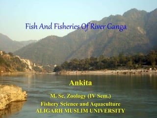 Fish And Fisheries Of River Ganga
Ankita
M. Sc. Zoology (IV Sem.)
Fishery Science and Aquaculture
ALIGARH MUSLIM UNIVERSITY
 