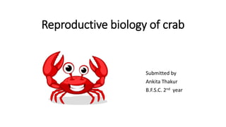 Reproductive biology of crab
Submitted by
Ankita Thakur
B.F.S.C. 2nd year
 
