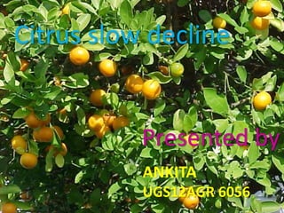 Citrus slow decline
Presented by
ANKITA
UGS12AGR 6056
 