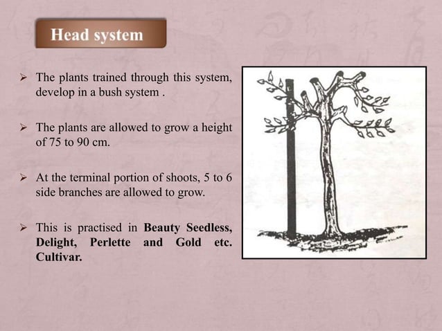 CANPOY CLASSIFICATION AND CANOPY MANAGEMENT THROUGH ROOTSTOCK AND SCION ...