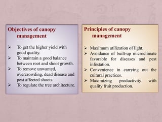 CANPOY CLASSIFICATION AND CANOPY MANAGEMENT THROUGH ROOTSTOCK AND SCION ...