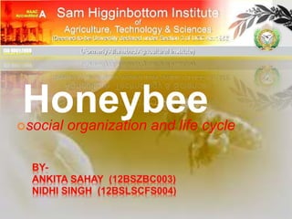 Honeybee 
social organization and life cycle 
 