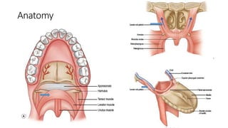 A brief description of anatomy , classification and surgeries in cleft ...