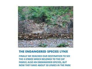THE ENDANGERED SPECIES LYNX
FINALLY WE REACHED OUR DESTINATION TO SEE
THE 4 LYNXES WHICH BELONGS TO THE CAT
FAMILY, ALSO AN ENDANGERED SPECIES, BUT
NOW THEY HAVE ABOUT 50 LYNXES IN THE PARK
 