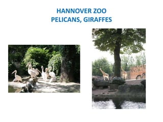 HANNOVER ZOO
PELICANS, GIRAFFES
 