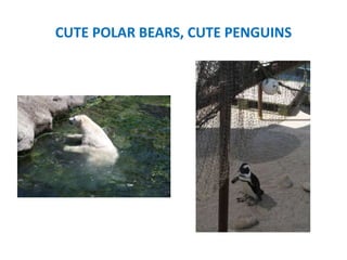 CUTE POLAR BEARS, CUTE PENGUINS
 