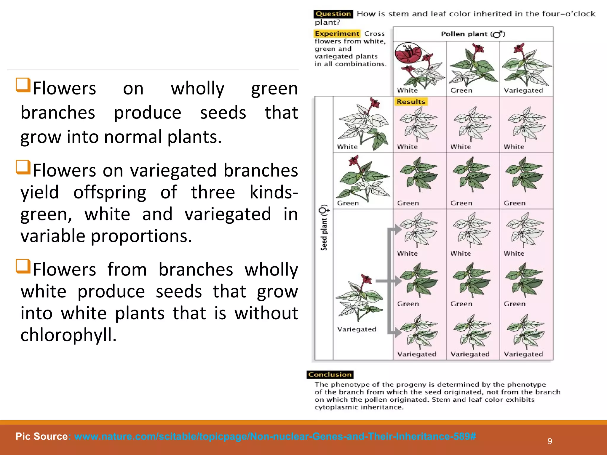 Flowers on wholly green
branches produce seeds that
grow into normal plants.
Flowers on variegated branches
yield offspring of three kinds-
green, white and variegated in
variable proportions.
Flowers from branches wholly
white produce seeds that grow
into white plants that is without
chlorophyll.
9
Pic Source: www.nature.com/scitable/topicpage/Non-nuclear-Genes-and-Their-Inheritance-589#
 