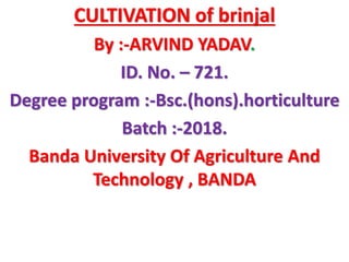 CULTIVATION of brinjal
By :-ARVIND YADAV.
ID. No. – 721.
Degree program :-Bsc.(hons).horticulture
Batch :-2018.
Banda University Of Agriculture And
Technology , BANDA
 