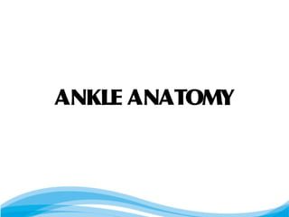 ANKLE ANATOMY
 