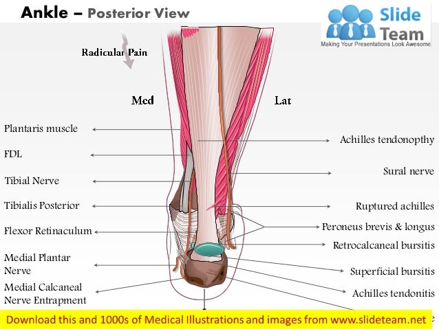 Ankle posterior medical images for power point