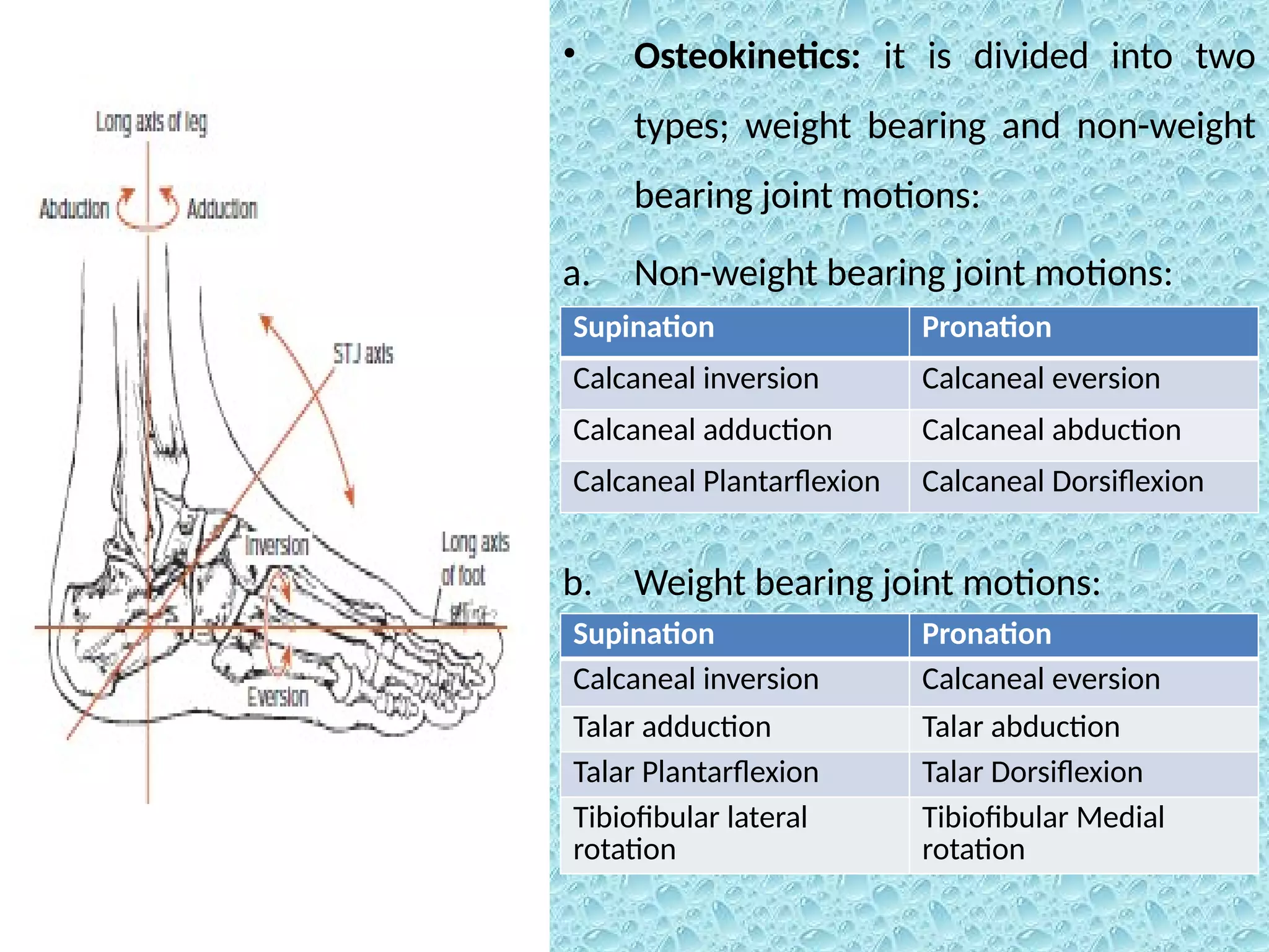 Ankle anatomy and biomechanics | PDF
