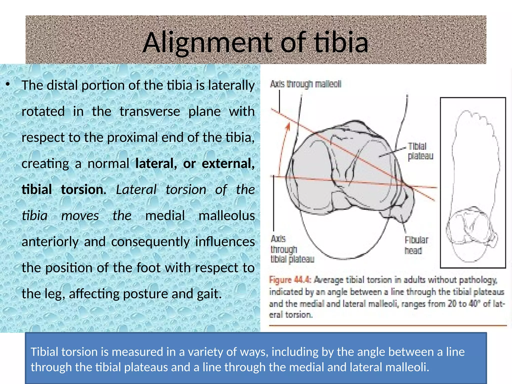 Tibial Normal Development Ankle anatomy and biomechanics | PDF