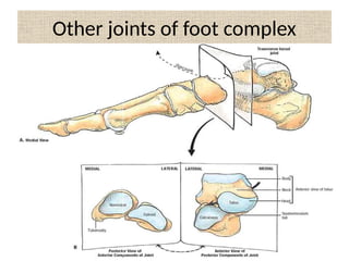 Spring Complex Ankle Ankle anatomy and biomechanics | PDF