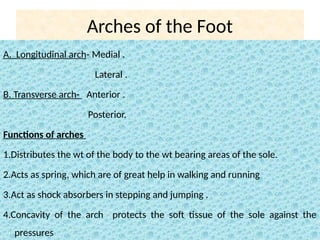 Ankle anatomy and biomechanics | PDF