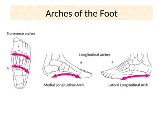 Ankle anatomy and biomechanics | PDF
