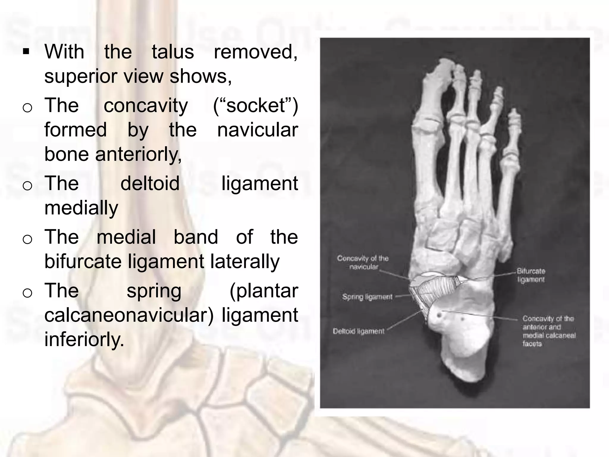 Spring Complex Ankle Ankle and foot complex | PPTX