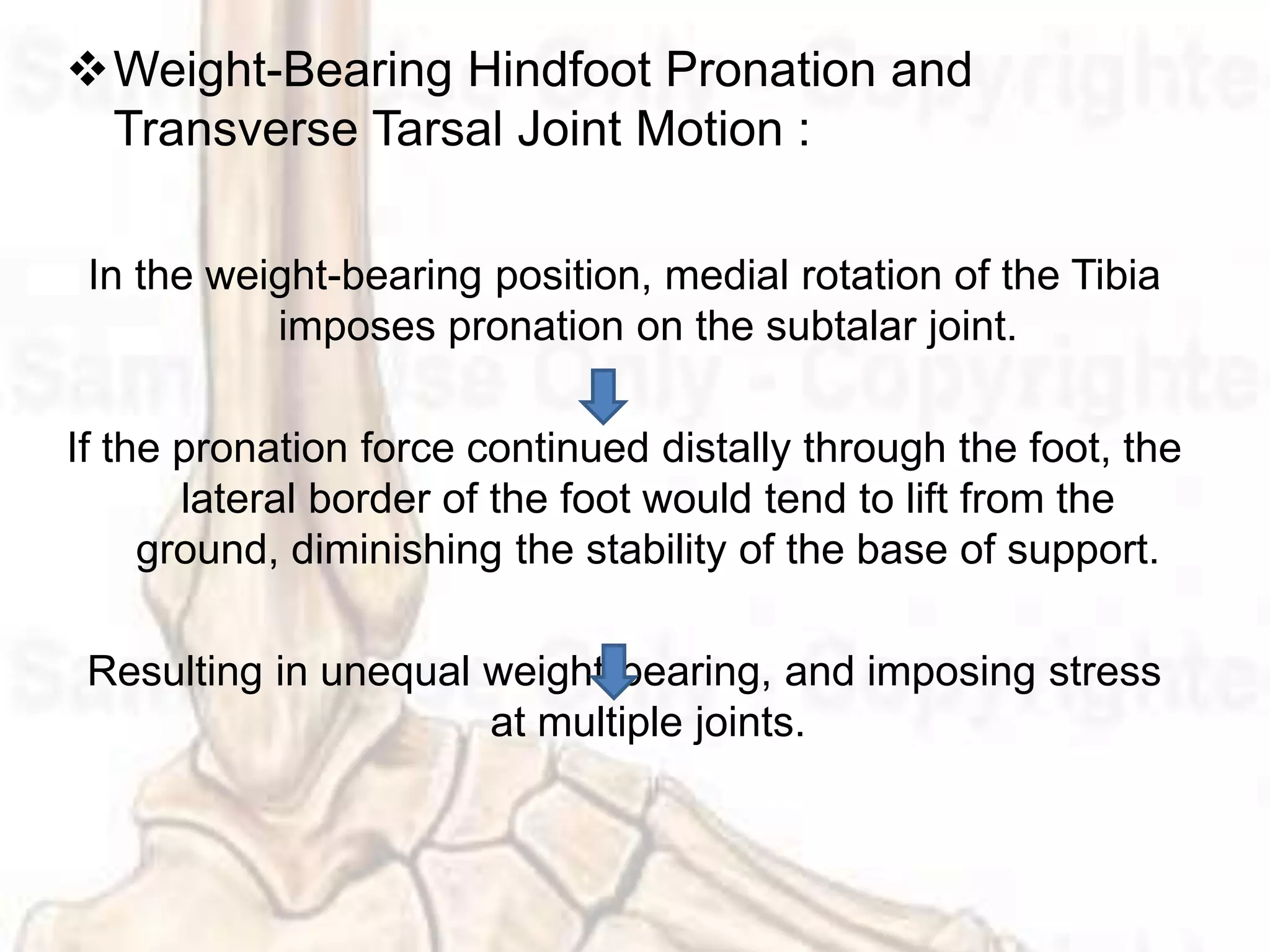 Ankle And Foot Complex PPTX ankle-and-foot-complex-pptx