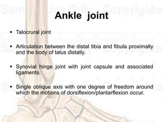 Ankle joint
 Talocrural joint
 Articulation between the distal tibia and fibula proximally
and the body of talus distally.
 Synovial hinge joint with joint capsule and associated
ligaments.
 Single oblique axis with one degree of freedom around
which the motions of dorsiflexion/plantarflexion occur.
 