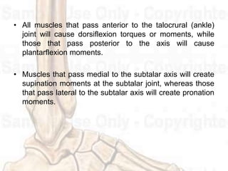 • All muscles that pass anterior to the talocrural (ankle)
joint will cause dorsiflexion torques or moments, while
those that pass posterior to the axis will cause
plantarflexion moments.
• Muscles that pass medial to the subtalar axis will create
supination moments at the subtalar joint, whereas those
that pass lateral to the subtalar axis will create pronation
moments.
 