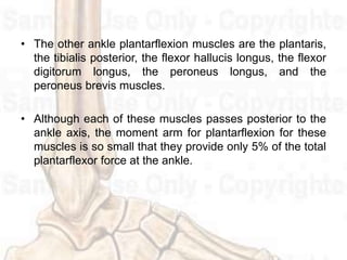 • The other ankle plantarflexion muscles are the plantaris,
the tibialis posterior, the flexor hallucis longus, the flexor
digitorum longus, the peroneus longus, and the
peroneus brevis muscles.
• Although each of these muscles passes posterior to the
ankle axis, the moment arm for plantarflexion for these
muscles is so small that they provide only 5% of the total
plantarflexor force at the ankle.
 