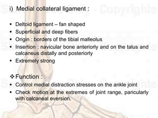 i) Medial collateral ligament :
 Deltoid ligament – fan shaped
 Superficial and deep fibers
 Origin : borders of the tibial malleolus
 Insertion : navicular bone anteriorly and on the talus and
calcaneus distally and posteriorly
 Extremely strong
Function :
 Control medial distraction stresses on the ankle joint
 Check motion at the extremes of joint range, paricularly
with calcaneal eversion.
 