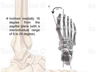  Inclined medially 16
degree from the
sagittal plane (with a
interindividual range
of 8 to 24 degree).
 