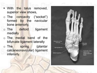  With the talus removed,
superior view shows,
o The concavity (“socket”)
formed by the navicular
bone anteriorly,
o The deltoid ligament
medially
o The medial band of the
bifurcate ligament laterally
o The spring (plantar
calcaneonavicular) ligament
inferiorly.
 