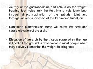 Ankle and foot complex