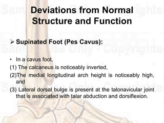 Ankle and foot complex