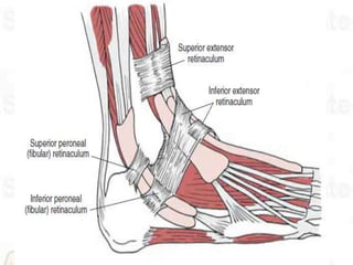 Tarsal canal :
 Between the posterior articulation and the anterior and
medial articulations, there is a bony tunnel for...