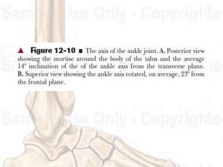 Ligaments
1. The calcaneofibular ligament
2. The lateral talocalcaneal ligament
3. The cervical ligament
4. The interosseo...