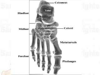 Three functional segments :
 Hindfoot (Posterior segment) – talus & calcaneus
 Midfoot (middle segment) – navicular, cu...
