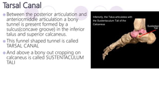  Between the posterior articulation and
anterior,middle articulation a bony
tunnel is present formed by a
sulcus(concave groove) in the inferior
talus and superior calcaneus.
 This funnel shaped tunnel is called
TARSAL CANAL
 And above a bony out cropping on
calcaneus is called SUSTENTACULUM
TALI
 