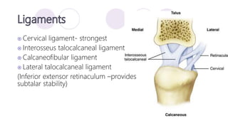  Cervical ligament- strongest
 Interosseus talocalcaneal ligament
 Calcaneofibular ligament
 Lateral talocalcaneal ligament
(Inferior extensor retinaculum –provides
subtalar stability)
 
