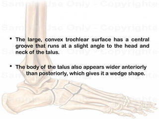 Trochlear Talus Ankle and Foot Complex biomechanics and its pathology | PPTX