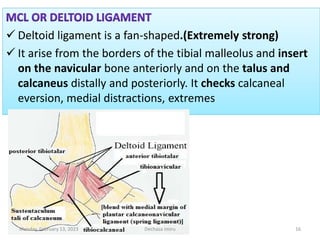  Deltoid ligament is a fan-shaped.(Extremely strong)
 It arise from the borders of the tibial malleolus and insert
on the navicular bone anteriorly and on the talus and
calcaneus distally and posteriorly. It checks calcaneal
eversion, medial distractions, extremes
 Deltoid ligament is a fan-shaped.(Extremely strong)
 It arise from the borders of the tibial malleolus and insert
on the navicular bone anteriorly and on the talus and
calcaneus distally and posteriorly. It checks calcaneal
eversion, medial distractions, extremes
Monday, February 13, 2023 Dechasa Imiru 16
 