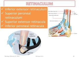  Inferior extensor retinaculum
 Superior peroneal
retinaculum
 Superior extensor retinacula
 Inferior peroneal retinacula
 Inferior extensor retinaculum
 Superior peroneal
retinaculum
 Superior extensor retinacula
 Inferior peroneal retinacula
Monday, February 13, 2023 Dechasa Imiru 18
 