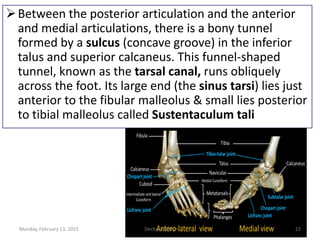 Between the posterior articulation and the anterior
and medial articulations, there is a bony tunnel
formed by a sulcus (concave groove) in the inferior
talus and superior calcaneus. This funnel-shaped
tunnel, known as the tarsal canal, runs obliquely
across the foot. Its large end (the sinus tarsi) lies just
anterior to the fibular malleolus & small lies posterior
to tibial malleolus called Sustentaculum tali
Monday, February 13, 2023 Dechasa Imiru 22
 