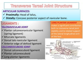  Proximally: Head of talus,
 Distally: Concave posterior aspect of navicular bone.
 Proximally: Head of talus,
 Distally: Concave posterior aspect of navicular bone.
 Plantar calcaneonavicular ligament
(spring ligament)
 Bifurcate ligaments
 Dorsal talo navicular ligament
 Anterior edge of deltiod ligament
 Dorsal calcaneocuboid ligament
 Plantar calcaneocuboid
 Long plantar ligaments
LONG PLANTAR LIGAMENT
makes a significant contribution
both to transverse tarsal joint
stability and to related support
of the lateral longitudinal arch
of the foot
Monday, February 13, 2023 Dechasa Imiru 27
 