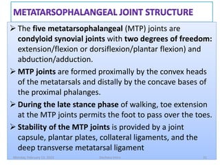  The five metatarsophalangeal (MTP) joints are
condyloid synovial joints with two degrees of freedom:
extension/flexion or dorsiflexion/plantar flexion) and
abduction/adduction.
 MTP joints are formed proximally by the convex heads
of the metatarsals and distally by the concave bases of
the proximal phalanges.
 During the late stance phase of walking, toe extension
at the MTP joints permits the foot to pass over the toes.
 Stability of the MTP joints is provided by a joint
capsule, plantar plates, collateral ligaments, and the
deep transverse metatarsal ligament
 The five metatarsophalangeal (MTP) joints are
condyloid synovial joints with two degrees of freedom:
extension/flexion or dorsiflexion/plantar flexion) and
abduction/adduction.
 MTP joints are formed proximally by the convex heads
of the metatarsals and distally by the concave bases of
the proximal phalanges.
 During the late stance phase of walking, toe extension
at the MTP joints permits the foot to pass over the toes.
 Stability of the MTP joints is provided by a joint
capsule, plantar plates, collateral ligaments, and the
deep transverse metatarsal ligament
Monday, February 13, 2023 Dechasa Imiru 31
 