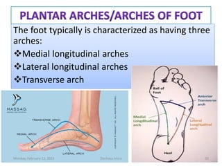 The foot typically is characterized as having three
arches:
Medial longitudinal arches
Lateral longitudinal arches
Transverse arch
The foot typically is characterized as having three
arches:
Medial longitudinal arches
Lateral longitudinal arches
Transverse arch
Monday, February 13, 2023 Dechasa Imiru 33
 